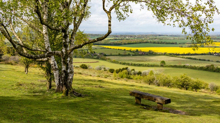 Wooden bench underneath a tree with green and yellow spring fields surrounding.